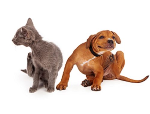 Infections and Parasites and Allergies, Oh My! What’s causing your itchy pet?