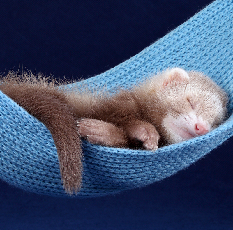Ferrets Vet in Berea MetroPet Veterinary Clinic