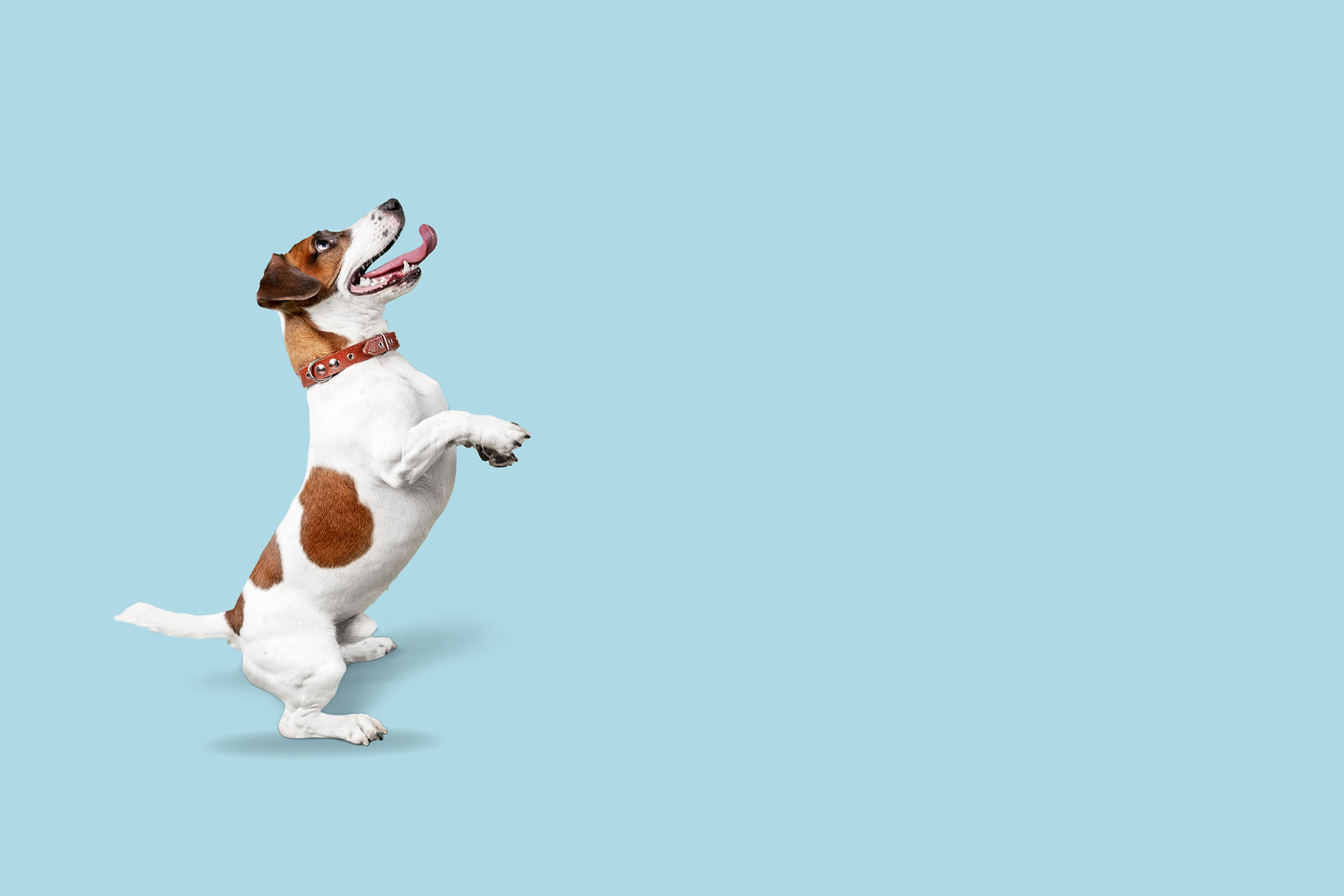 Orthopedic Surgery Vet in Berea MetroPet Veterinary Clinic