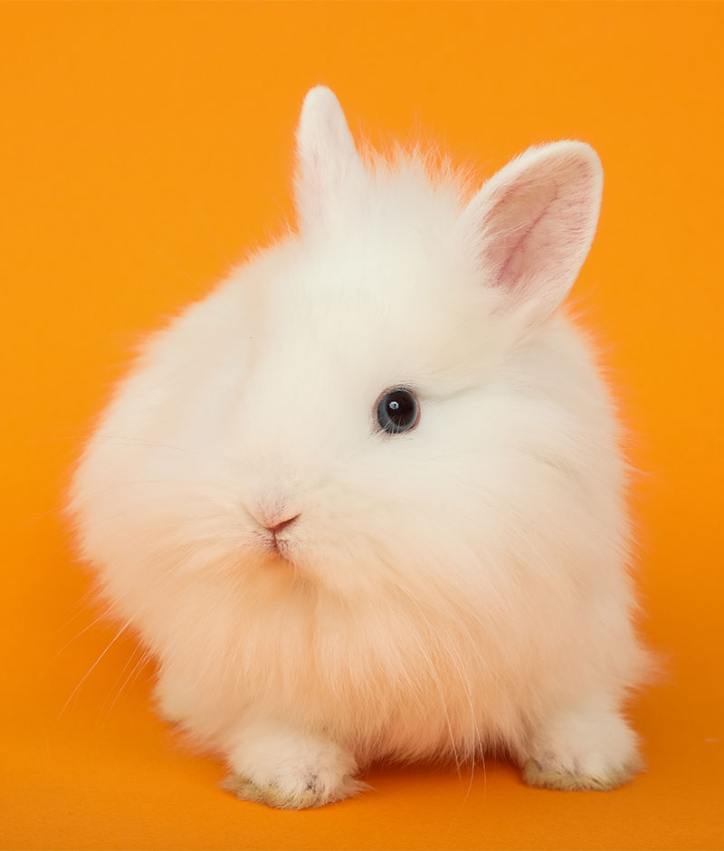 Rabbits Vet in Berea MetroPet Veterinary Clinic