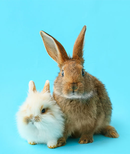 Rabbits Vet in Berea MetroPet Veterinary Clinic