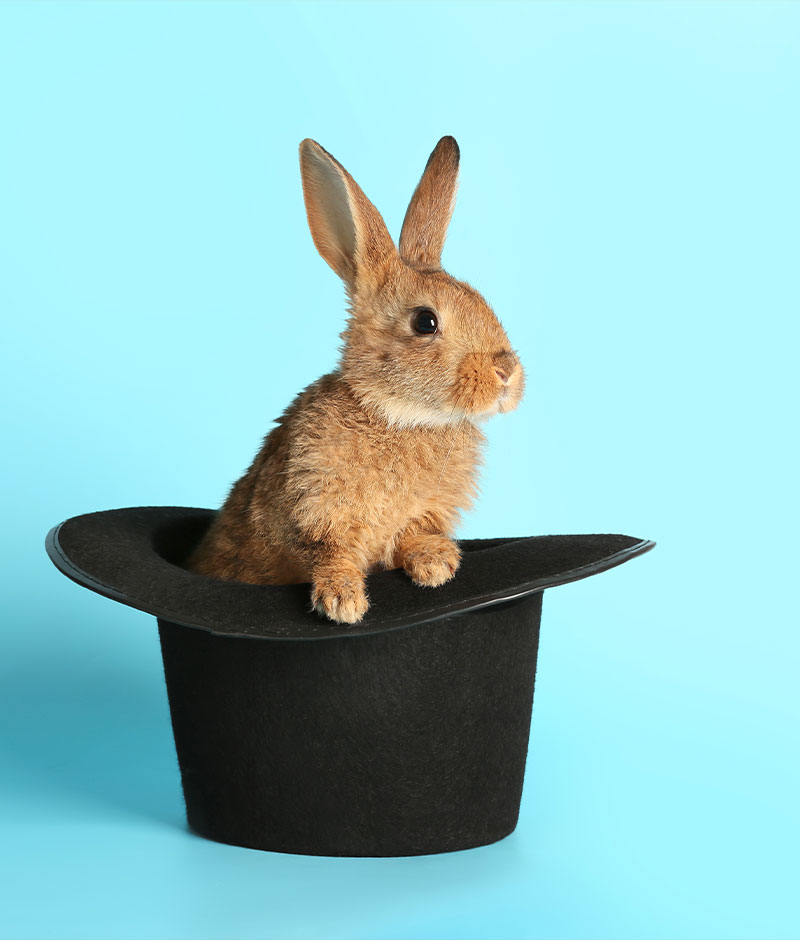 Rabbits Vet in Berea MetroPet Veterinary Clinic