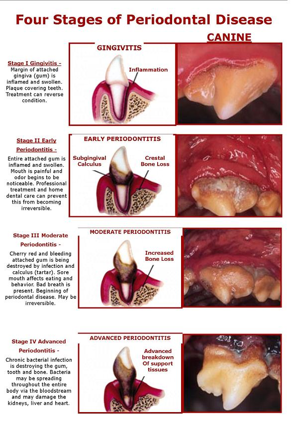 periodontal disease, canine