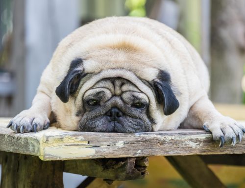 Pet Obesity Health Risks: “Weigh” More Than You Think
